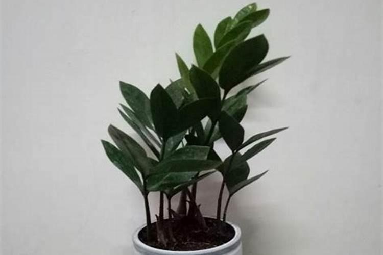 芸苔素可以解药害吗
