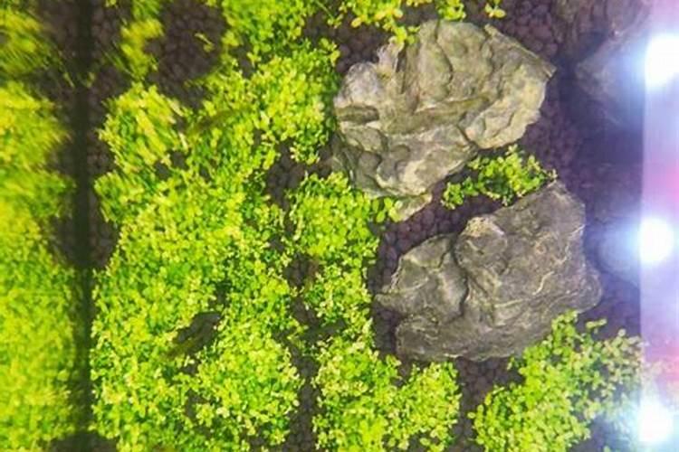 甜瓜用哪种复合肥最好