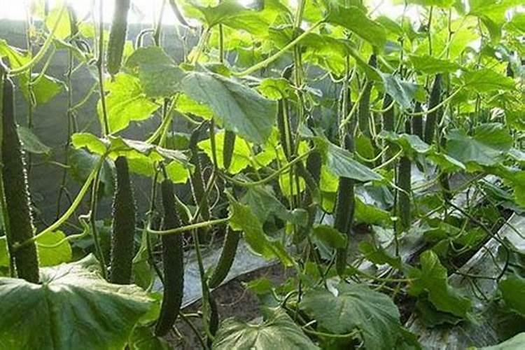 黄瓜开花结果期怎么施肥和管理