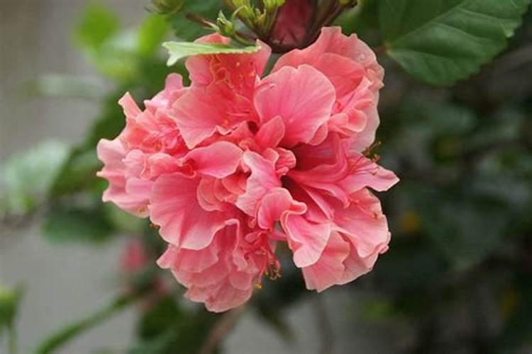 芙蓉花施什么肥最好？