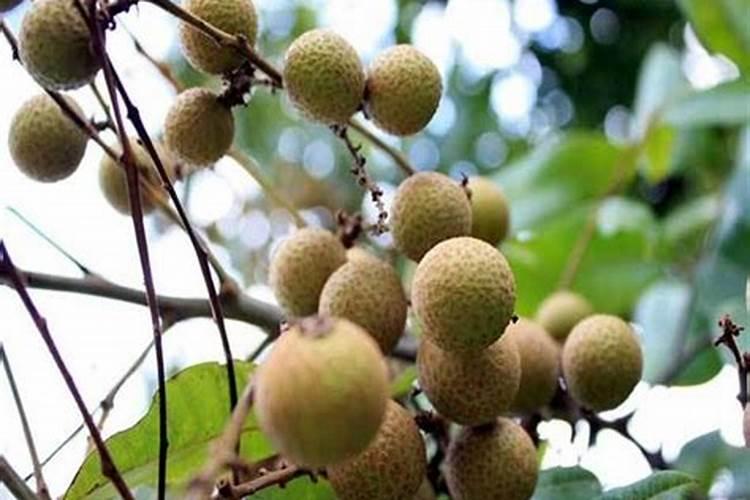 怎么给芒果施肥能增产增量？芒果长得好怎么样施肥