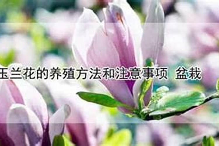 钙镁磷肥有什么样的特性？