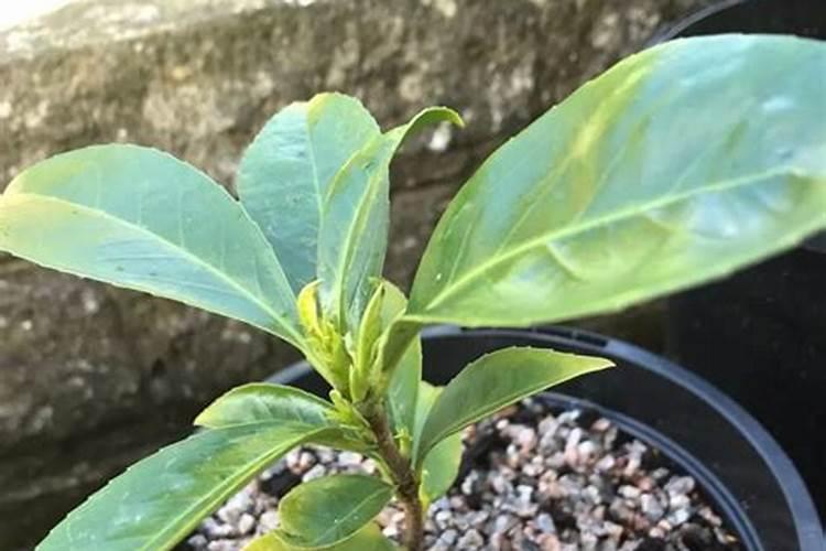 复合肥怎么往花上施肥啊