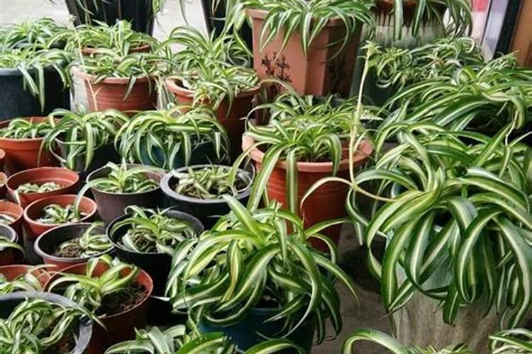 腐植酸对农作物有哪些作用