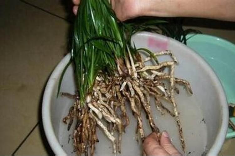 发财树施什么肥料好长得最快最茂盛