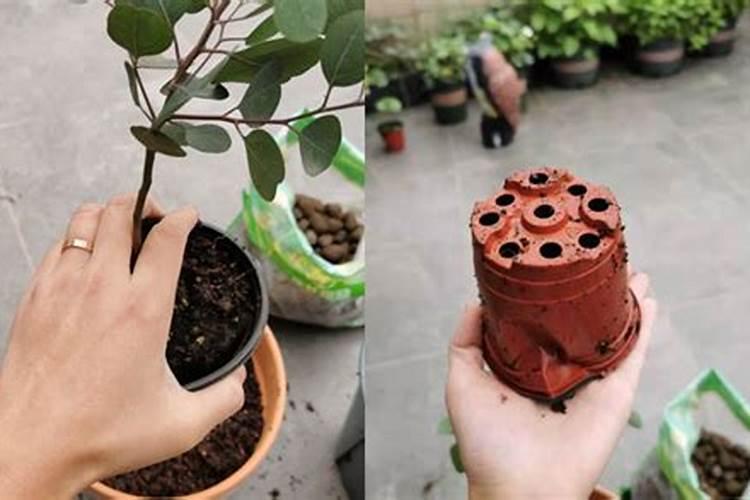 三角梅换盆以后多久能施肥