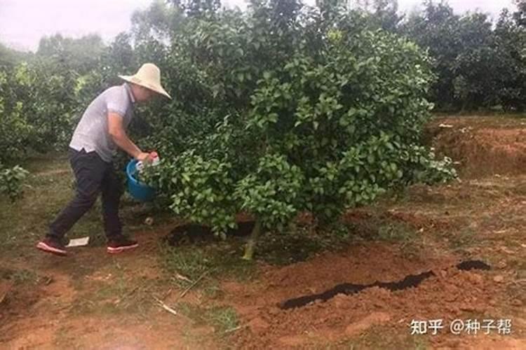 大树施肥方法