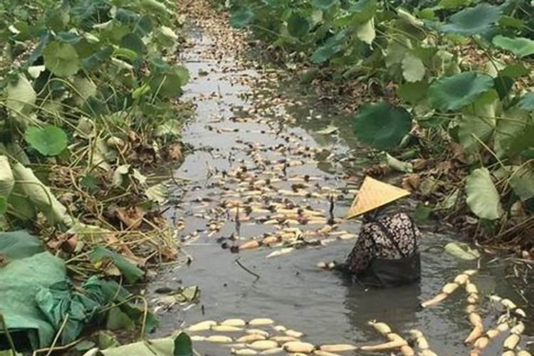 种植红薯地下害虫用什么药最好