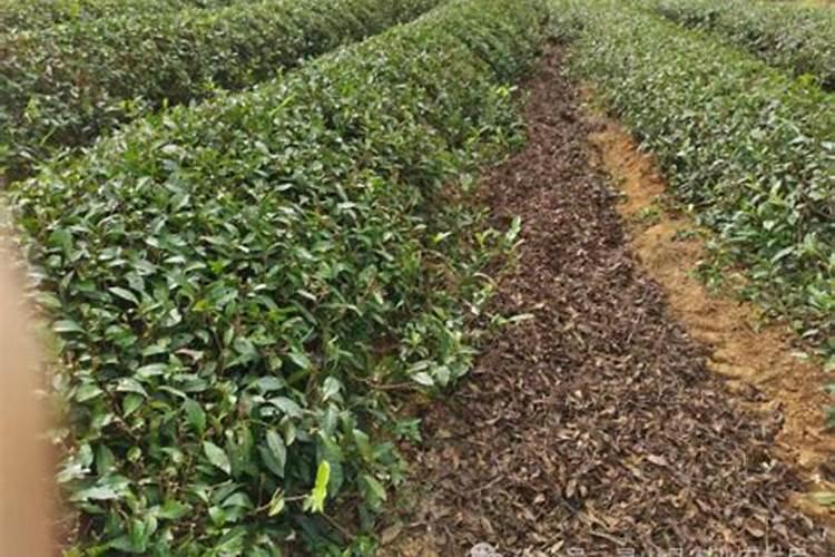 茶园如何施用叶面肥？