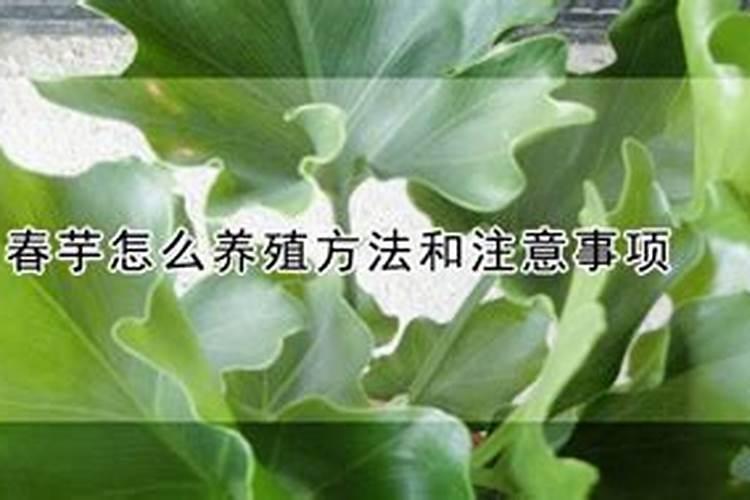 1斤水溶肥兑多少水
