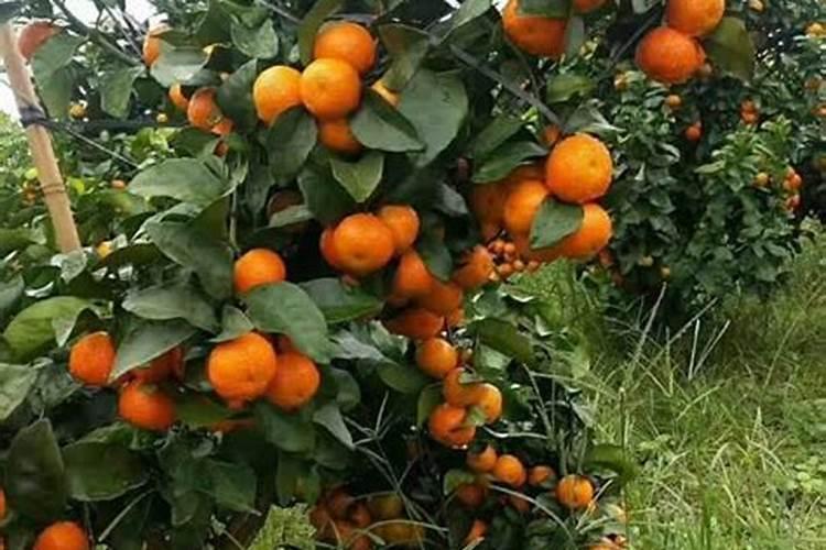 砂糖橘用什么肥料好