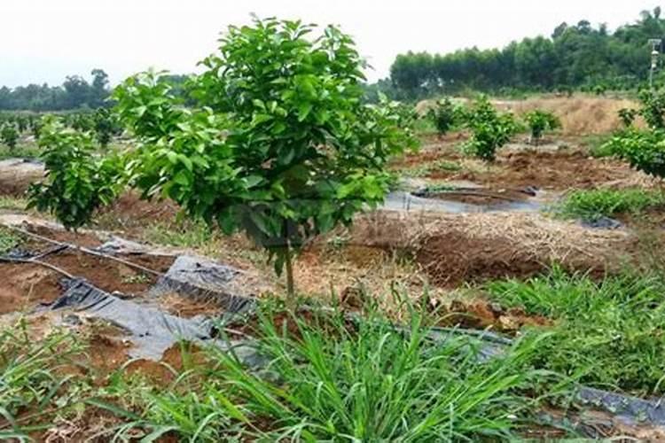 育沙糖桔苗要喷什么叶面肥和杀虫药