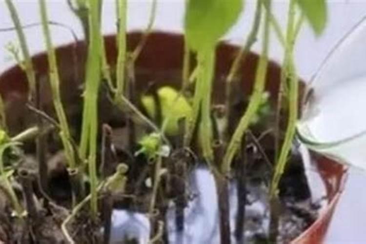 复合肥浇花怎么使用正确