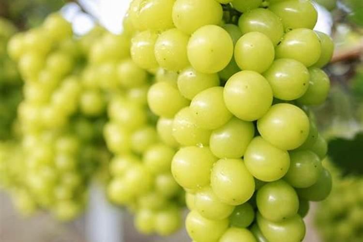水稻穗肥什么时候施好 水稻穗肥哪个时间施好