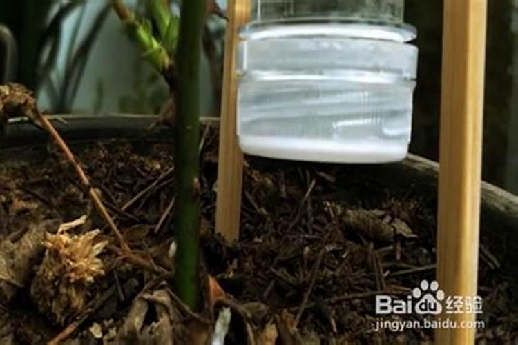 浇花的营养液怎么配制