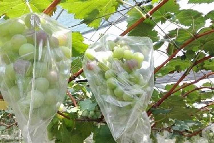 你好老师,种植茄子怎么施肥浇水？