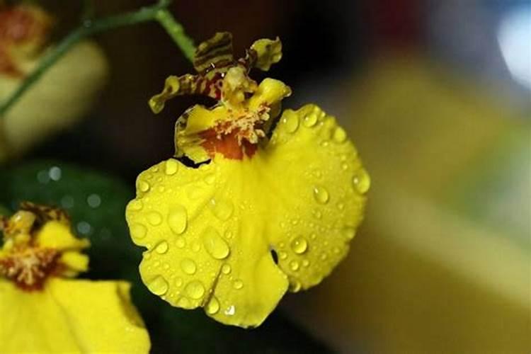 吊蔓甜瓜种植技术与管理