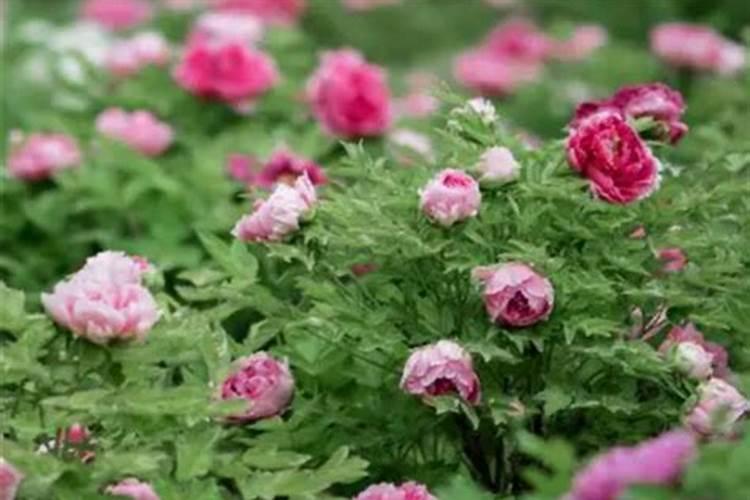 芹菜种植时间和方法