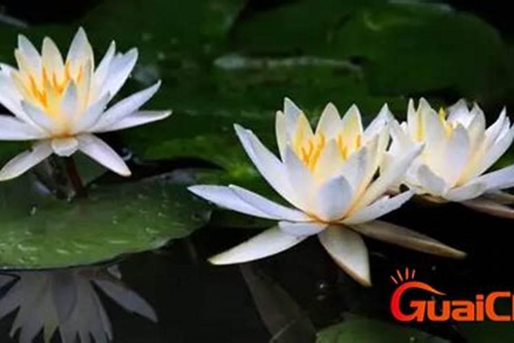 草莓增加硬度的方法是补充钙肥,有几种方法可以有效补充钙肥？