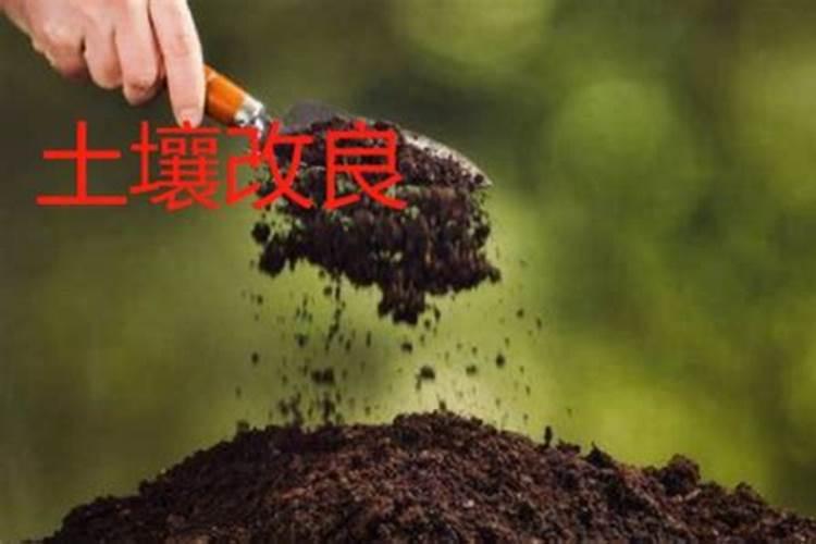 钙肥的作用及施用方法