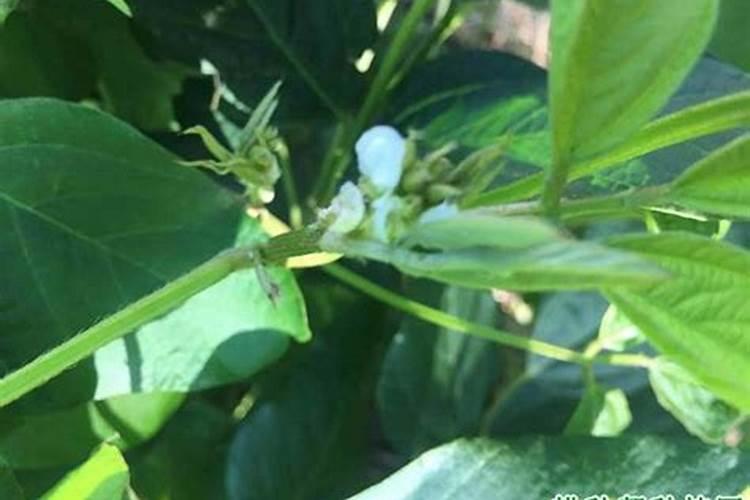 栀子花基肥放什么肥料？基肥怎么施？
