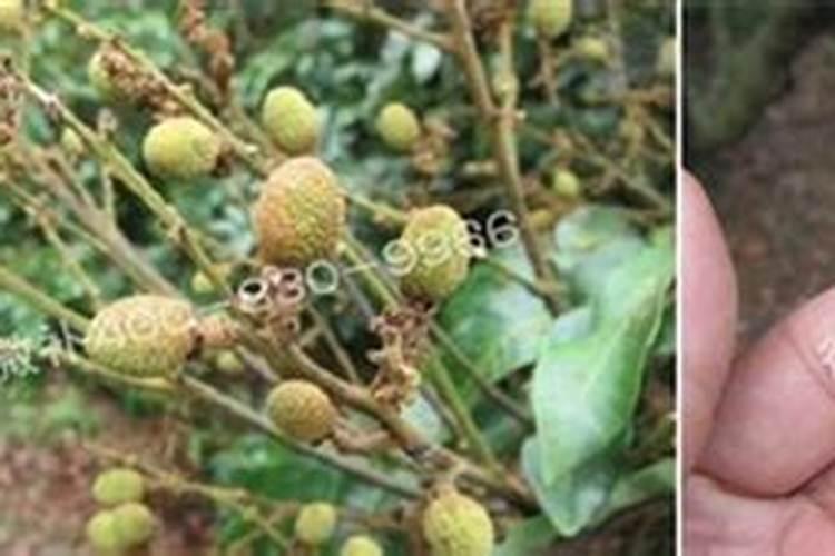 水溶肥哪个品牌最好