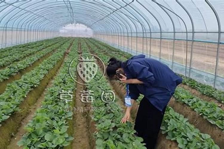 草莓喜欢什么肥