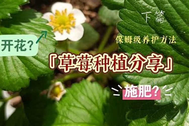 草莓叶面肥什么时候打？喷草莓花上伤花吗？