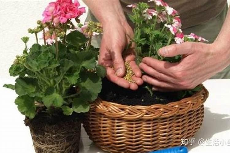 怎么给花补氮肥 兑水对着叶子喷补肥料