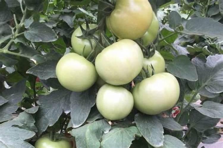 氮、磷、钾这三种肥料对植物有什么作用/