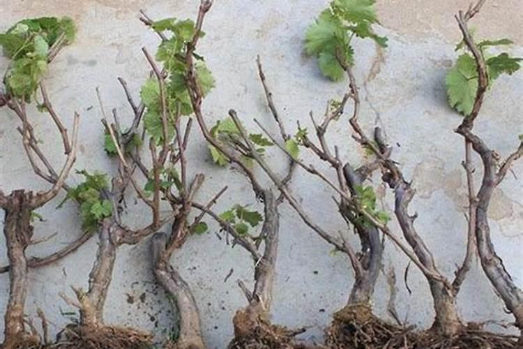 葡萄树施用什么肥料能达到最优效果