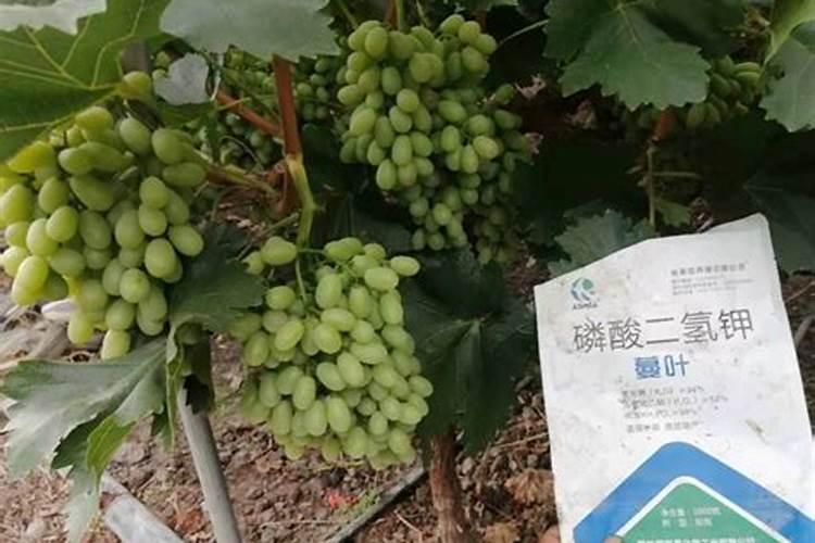 葡萄苗第一年如何管理 葡萄苗第一年管理的方法