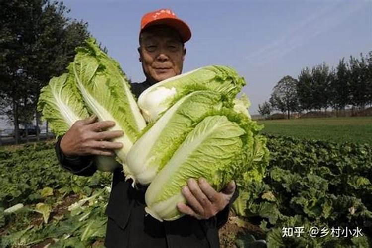 秋白菜用什么化肥合适