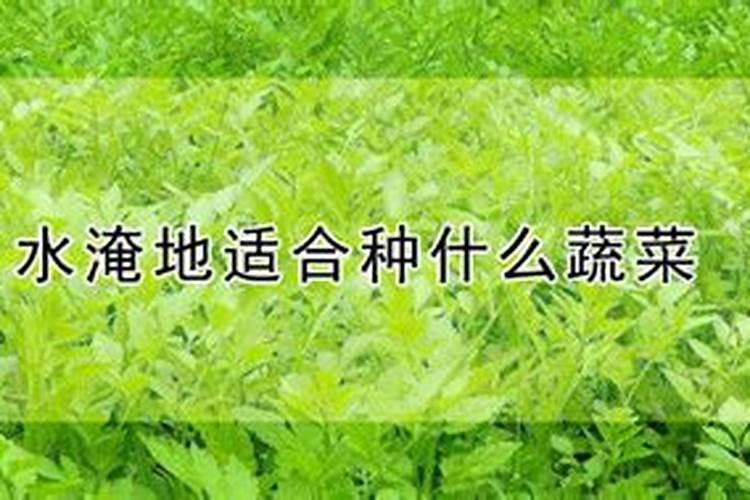 水淹田不适合施哪种氮肥 水淹田是什么意思