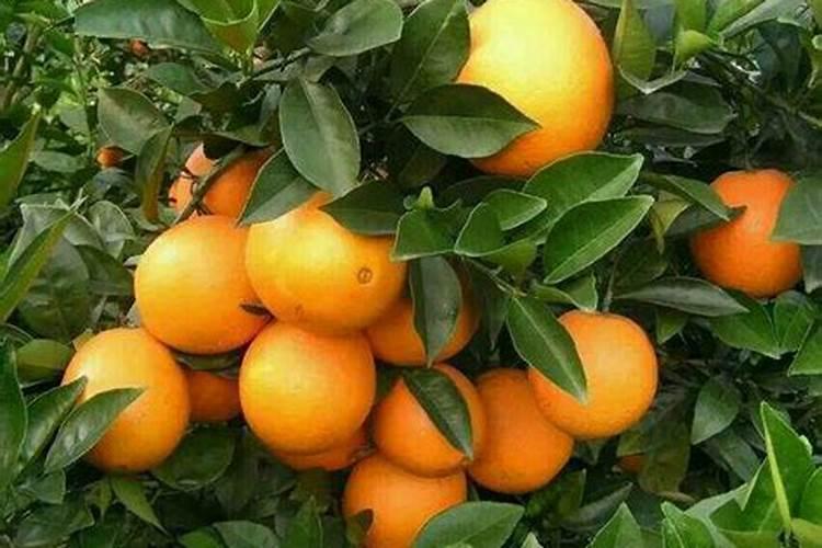 磷肥可以兑水浇花吗 磷肥对花卉的作用是什么