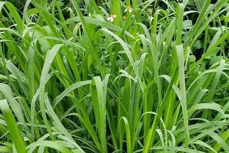 种植牧草用什么肥料好