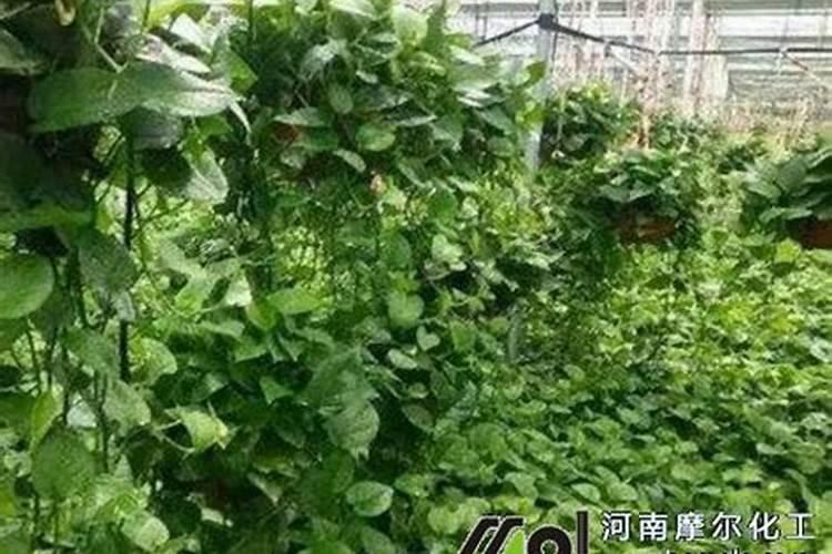 土豆开花后施什么肥料能提高产量