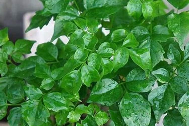 磷酸二氢钾严重过量喷施几天出现症状？
