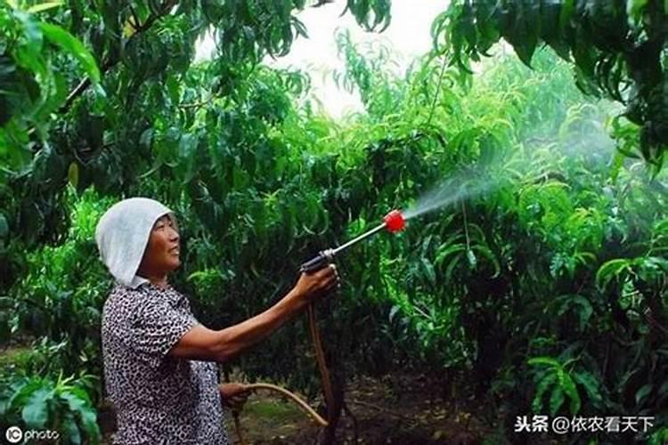 镁肥应该如何施用？