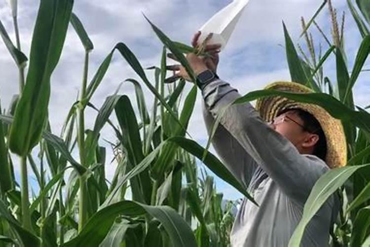 玉米吐穗期打啥叶面肥好