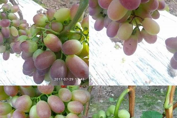 种植大蒜底肥用什么肥
