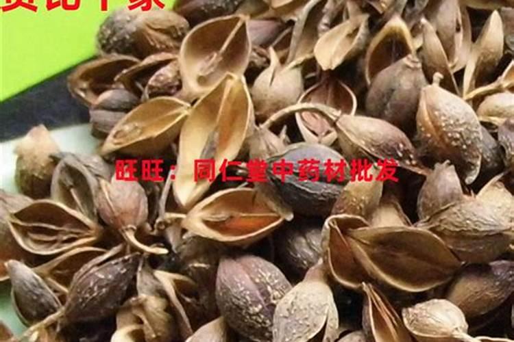 白花蛇舌草的功效与作用 药用价值和副作用禁忌