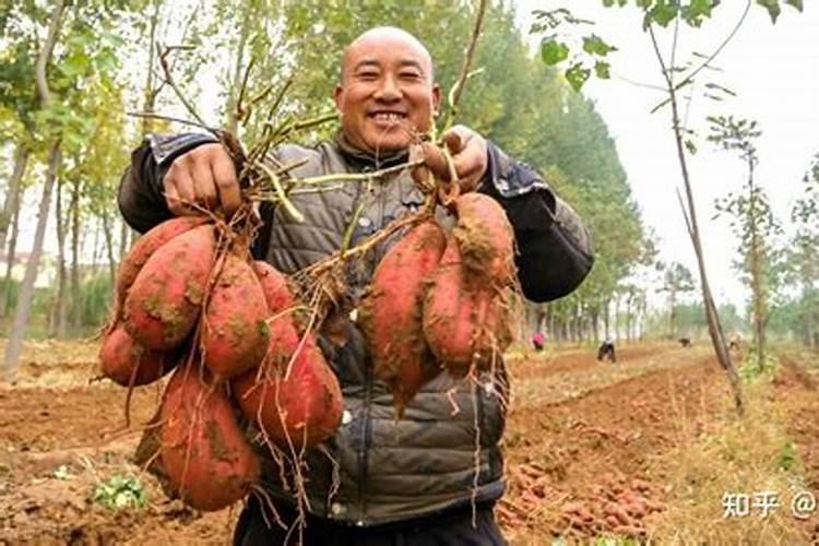红薯专用配方肥选哪家？