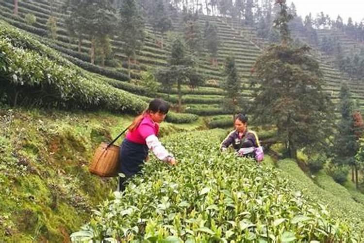 四季红山茶怎么养