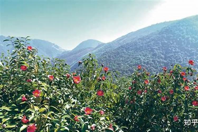 红山茶怎么浇水、养护和施肥？
