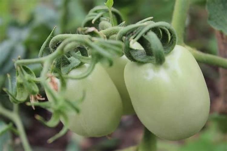 蓝莓开花时需要施肥吗 蓝莓施肥方法