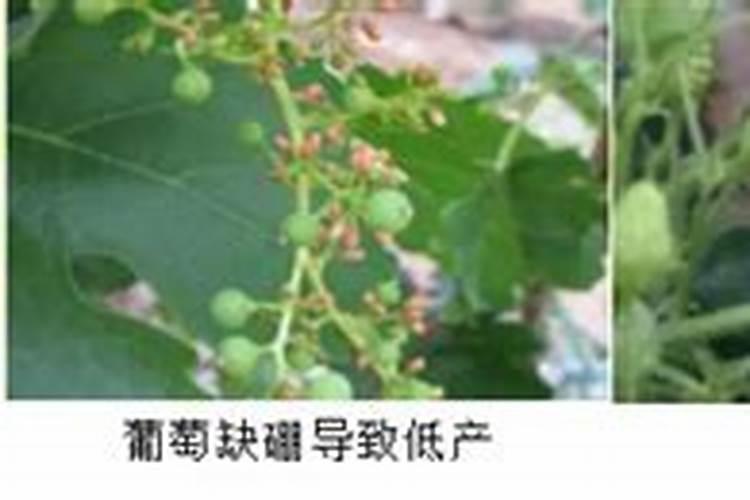 草莓膨大剂什么时候用,草莓膨大剂的作用是什么