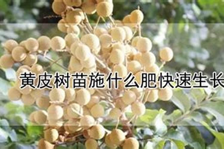 冲施肥用腐殖酸好还是黄腐殖酸好