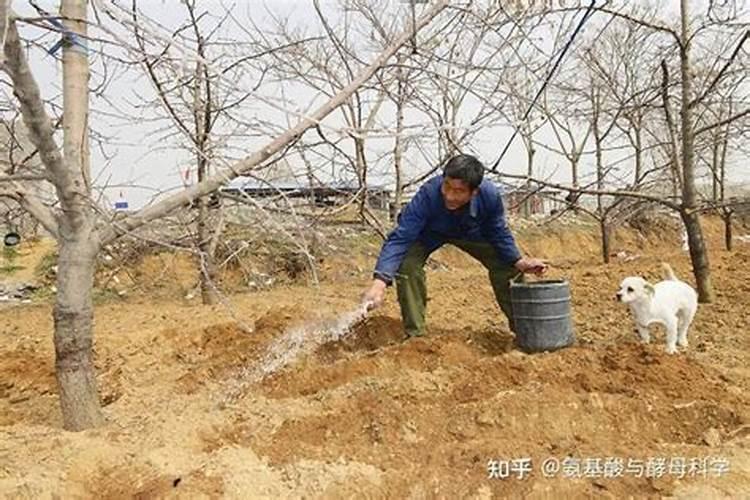 硝态氮冲施肥能不能在麦田使用