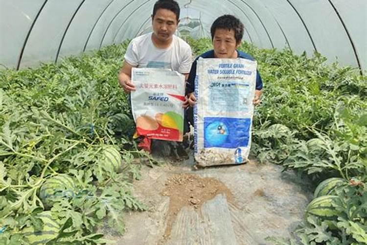 山药根腐病与重茬有关系吗？山药重茬根腐病的防治方法有哪些？
